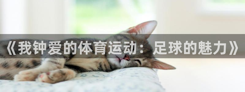 3377体育退款：《我钟爱的体育运动